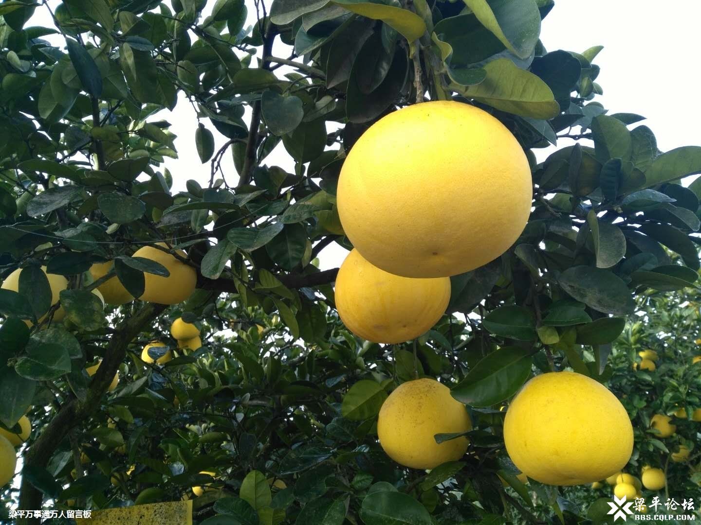 李小鹏:全力确保快递旺季保障安全畅通平稳运行“三亿体育官网”(图2) 三亿体育手机版