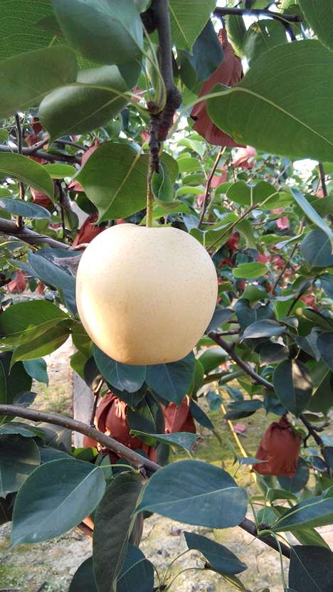 角川公司公开了旗下游戏《梦幻日记》的最新预告片【三亿体育】(图2) 三亿体育